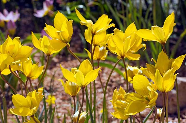 Botanical Tulip Sylvestris