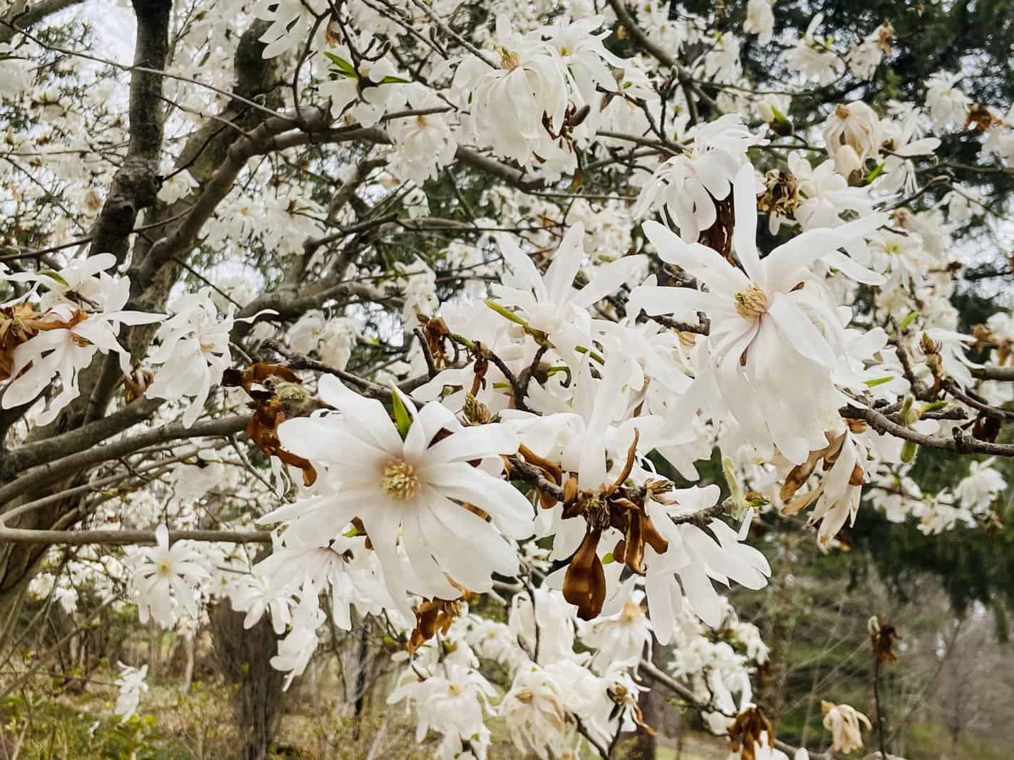 img_2889.jpg Pink Tulip Magnolia and White Star Magnolia
