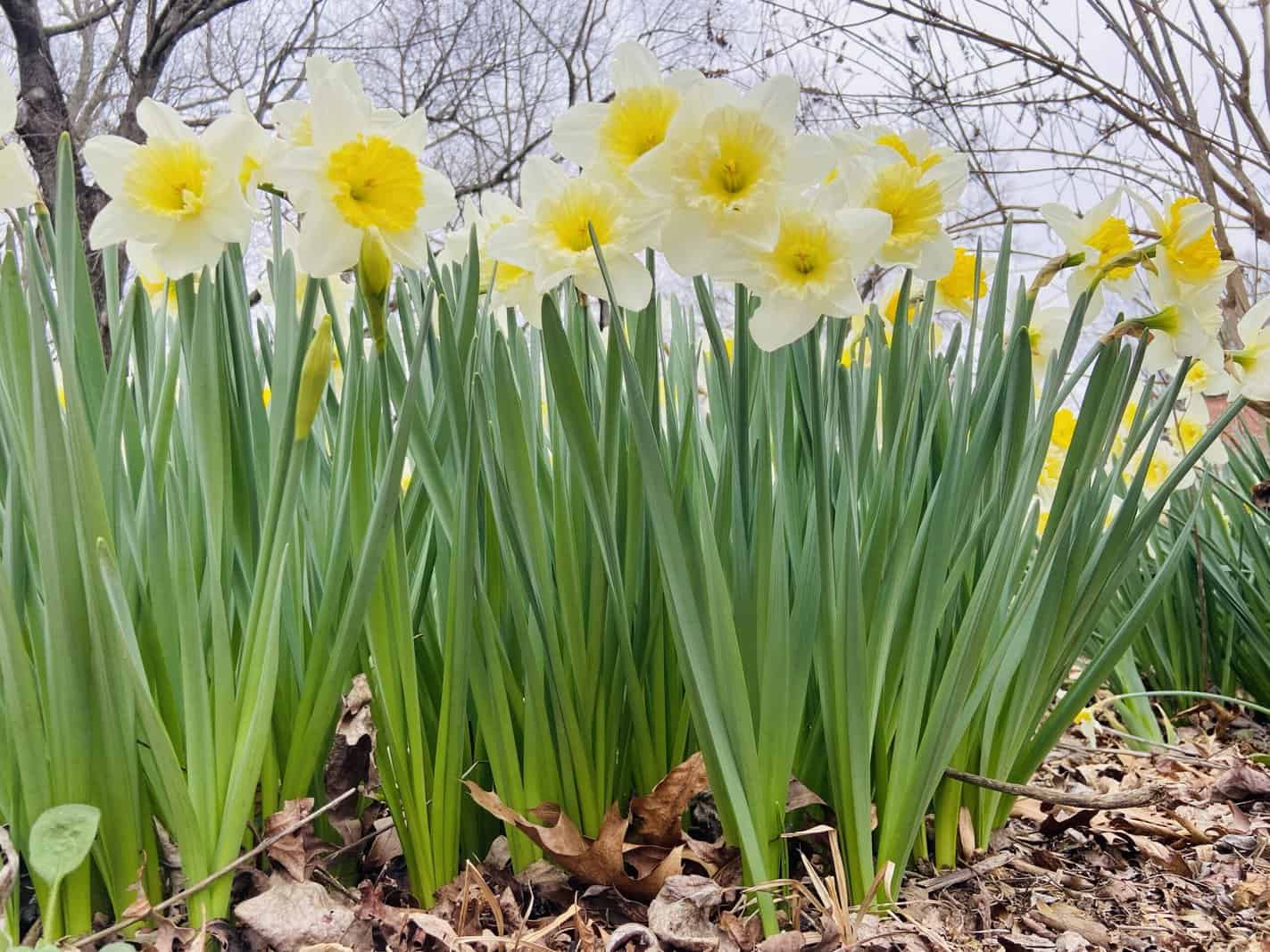 img_3006.jpg daffodils
