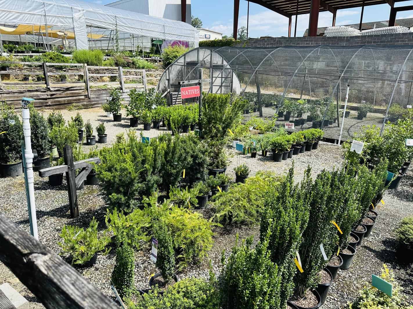 reems-creek-nursery-asheville-03