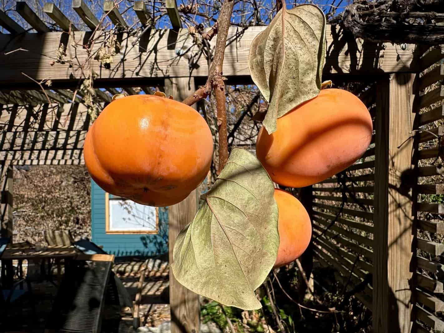 fuyu persimmon tree in winter - ashevillegardener NC