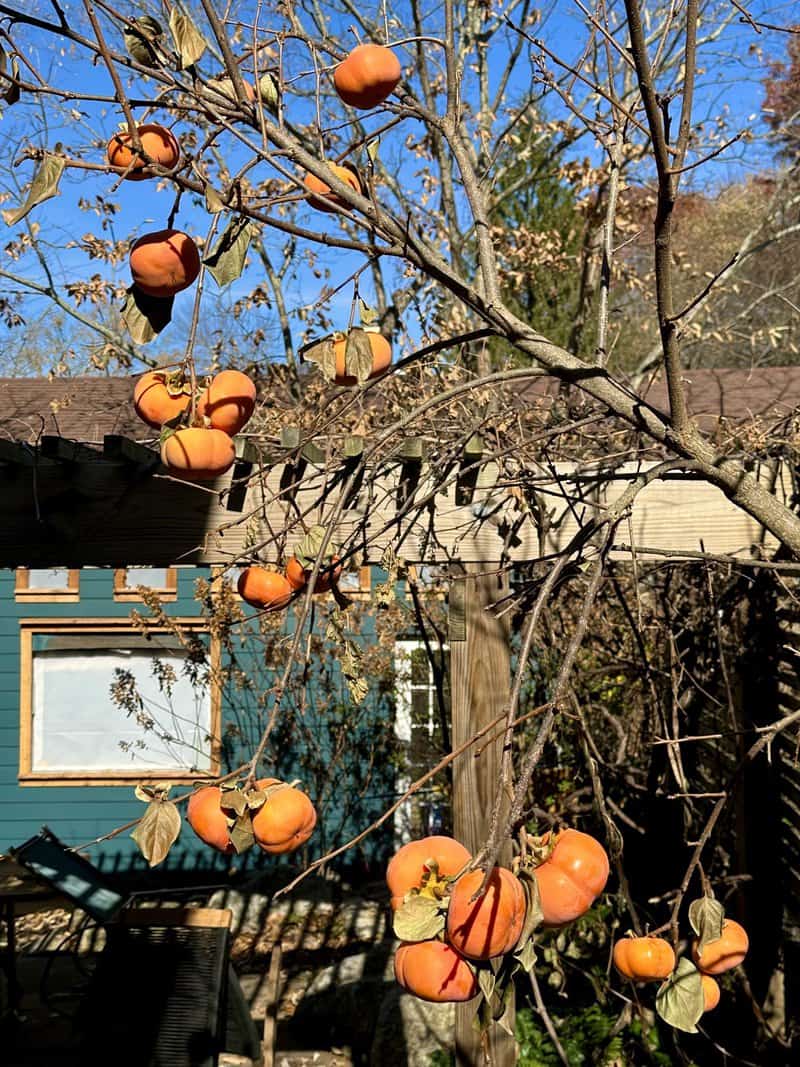 Identify Persimmon Tree Persimma Winter Beauty Of Our Garden