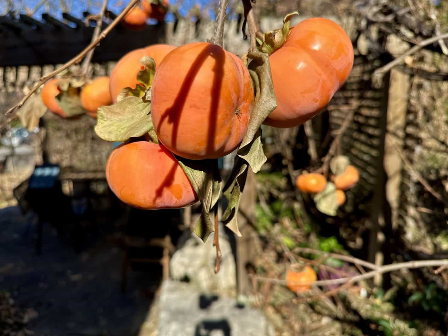 fuyu-persimmon-tree-winter-ashevillegardener 