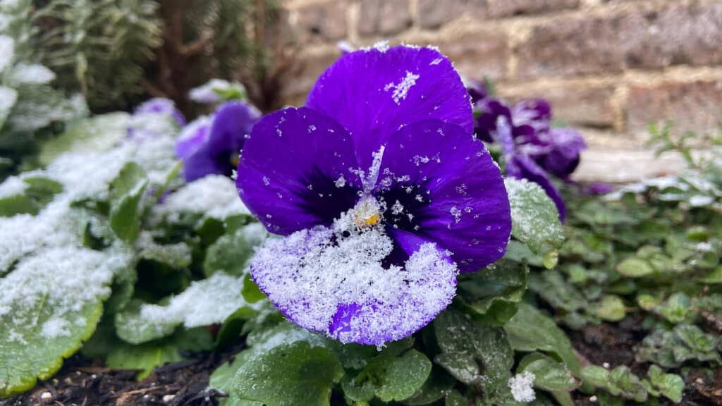 pansies in winter snow
