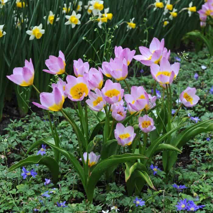 Botantical-Tulip-Lilac-Wonder