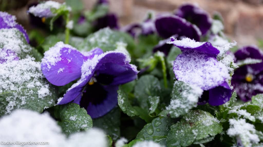 winter pansies in the snow