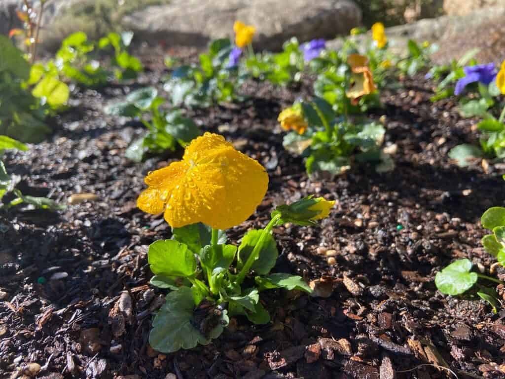 yellow winter pansies