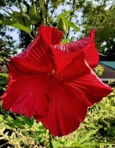 flaming red hibiscus