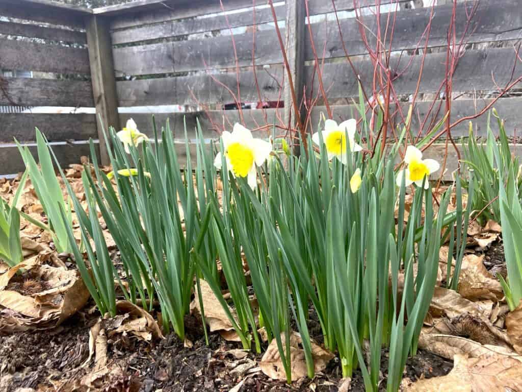 daffodils in late winter