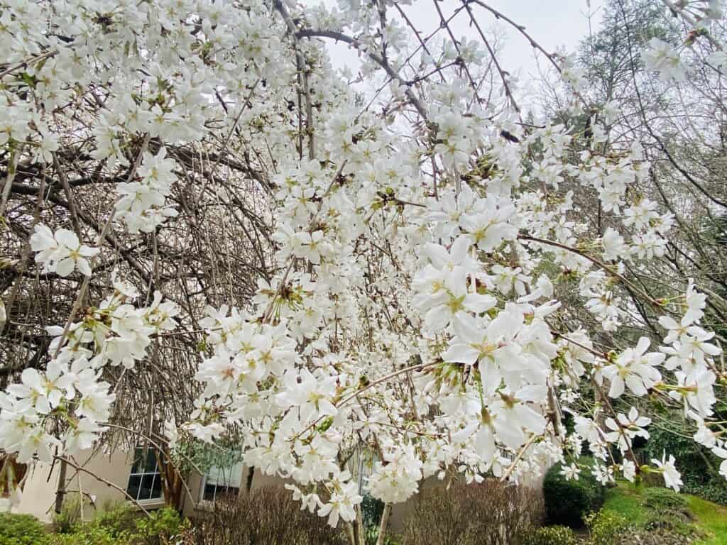 White star magnolia in bloom