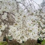 White star magnolia in bloom