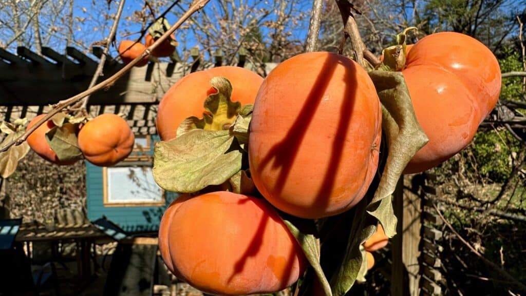 fuyu persimmon tree in winter - ashevillegardener NC