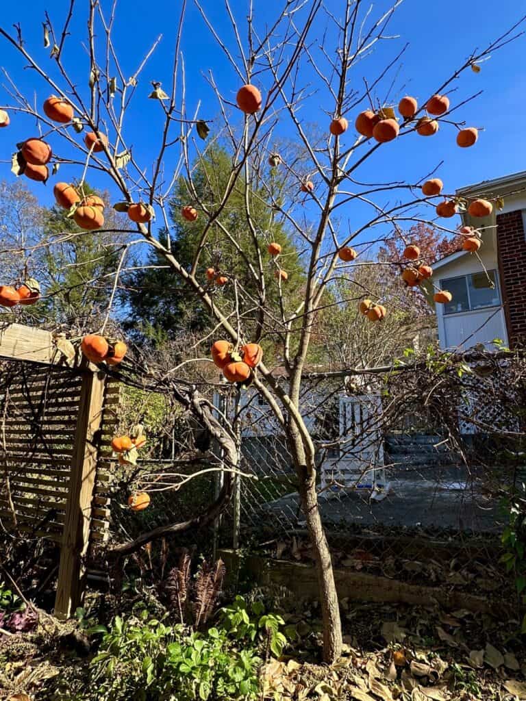 fuyu persimmon tree in winter - ashevillegardener NC