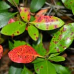 leaf spotting associated with Entomosporium leaf spot on Indian hawthorn