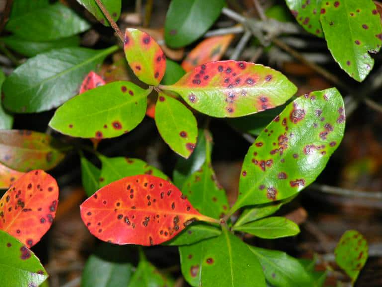 leaf spotting associated with Entomosporium leaf spot on Indian hawthorn